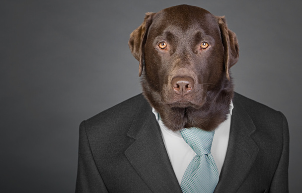 Laukaus hienostunut Suklaa Labrador puku ja solmio
 - Valokuva, kuva