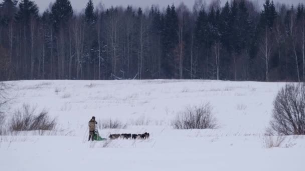 4K-kuvamateriaali hidastuu. Musher mies ajaa kelkka joukkue Alaskan huskies ja ratsastaa ne kauemmas luminen kenttä talvella kohti metsää. Kilpailut urheilu kelkka koirat mestizos. - Materiaali, video