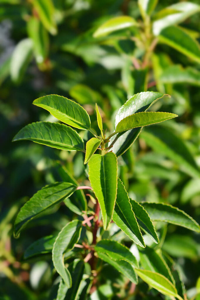 Portuguese Laurel Cherry leaves - Latin name - Prunus lusitanica Angustifolia - Zdjęcie, obraz