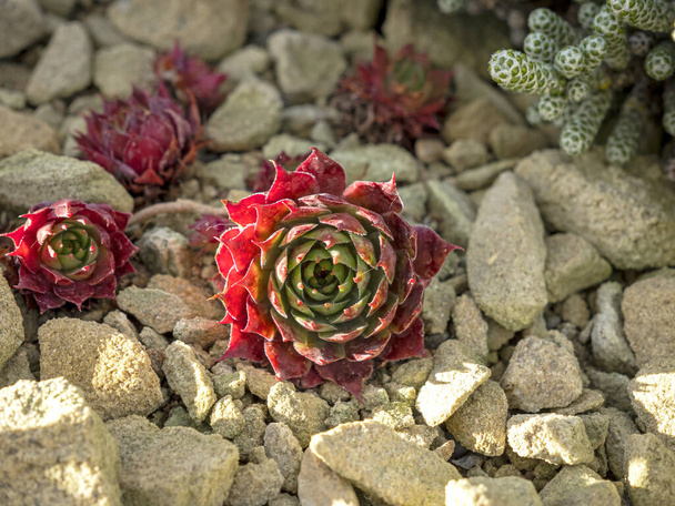 Succulent plants growing in an indoor rock garden - Foto, Bild