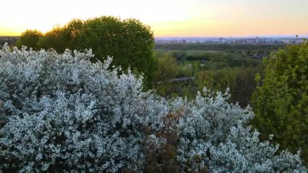 初夏の日没時に白い花木が咲く庭の空中風景 - 映像、動画
