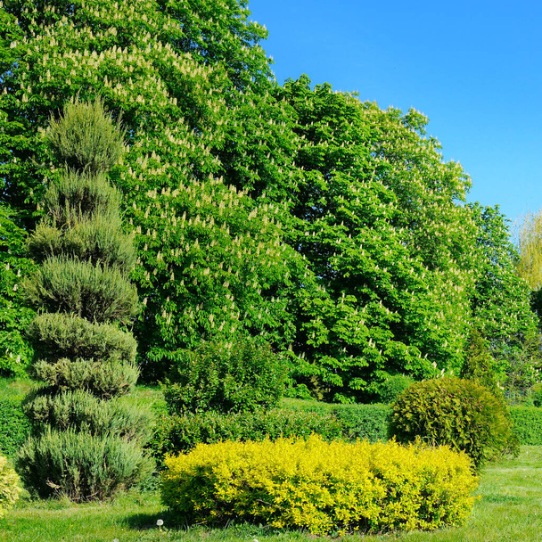 A beautiful urban garden with conifers, flowering chestnuts and a green meadow. Bright spring landscape. - Foto, Imagem