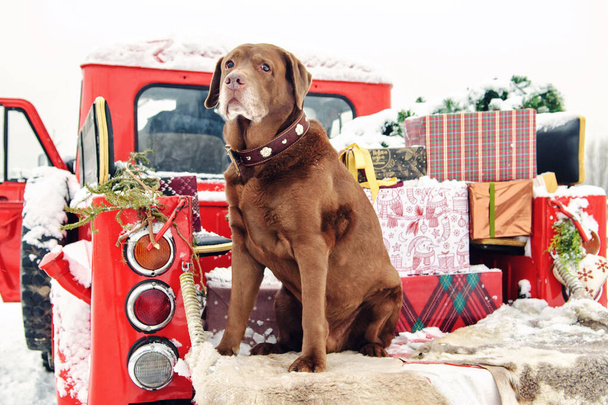 σοκολάτα λαμπραντόρ κάθεται στο πορτ-μπαγκάζ ενός κόκκινου φορτηγού pickup με χριστουγεννιάτικα δώρα. Ένα αυτοκίνητο με ένα χριστουγεννιάτικο δέντρο στο πορτ-μπαγκάζ. Χιονισμένο χειμώνα - Φωτογραφία, εικόνα