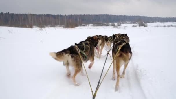 4K beeldmateriaal van hoge kwaliteit. Team van noordelijke sledehonden loopt vooruit door besneeuwd winterveld. Eerste persoon uitzicht vanaf de achterkant van de slee. Sterke en winterharde Alaska husky 's op ras. - Video