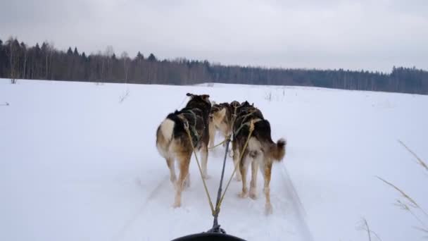 4K yüksek kaliteli görüntü. Kuzeyli kızak köpekleri takımı karlı kış tarlalarında ilerliyorlar. Kızağın arkasından ilk insan görüntüsü. Güçlü ve dayanıklı Alaska köpekleri. - Video, Çekim