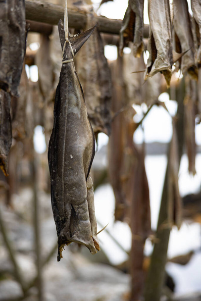 Many dried fish called stockfish for sale at european market Stock