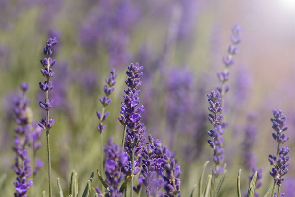 Feld mit blühenden Lavendelbüschen. Lavendelwiese. - Foto, Bild