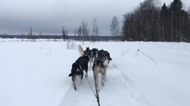 4K yüksek kaliteli görüntü. Kuzeyli kızak köpekleri takımı karlı kış tarlalarında ilerliyorlar. Kızağın arkasından ilk insan görüntüsü. Güçlü ve dayanıklı Alaska köpekleri. - Video, Çekim