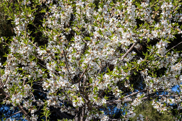 Árvore de amêndoa em flor com céu azul no fundo - Foto, Imagem