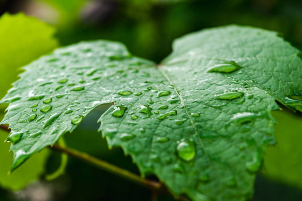 Зеленый листок виноградной лозы в дождевых каплях. Виноградник после ливня. Естественный фон. - Фото, изображение