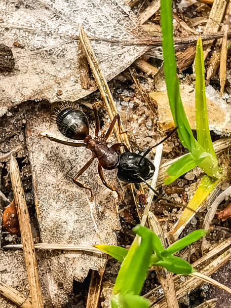 Κόκκινο μυρμήγκι Formica rufa. Εντόμων στο φυσικό περιβάλλον. Επιλεκτική εστίαση. - Φωτογραφία, εικόνα