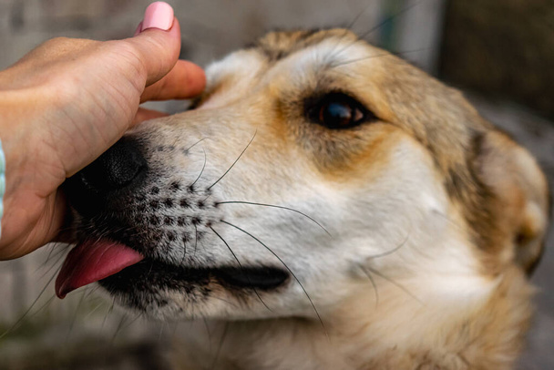 Un jeune chien d'un refuge pour animaux lèche la main d'une femme, ce qui la caresse. Photo horizontale. - Photo, image