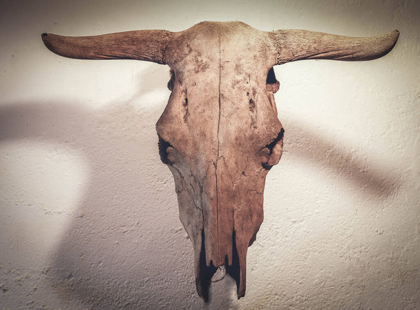 crânio de vaca colocado em uma âncora de cor clara que dá um vislumbre de sua sombra - Foto, Imagem