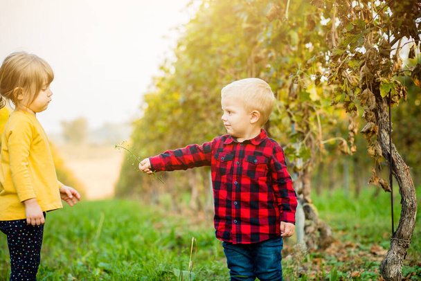 Portret van schattige gelukkige kinderen buiten - Mooi jongetje dat een bloem geeft aan een klein meisje in een wijngaard - Verwachting van liefde, vriendschap en jeugd - Foto, afbeelding