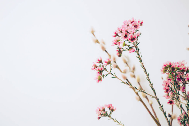 Bouquet de camélaucium rose ou de fleur de cire sur fond blanc. Fleurs printanières aux pétales rose tendre. Printemps arrière-plan - Photo, image