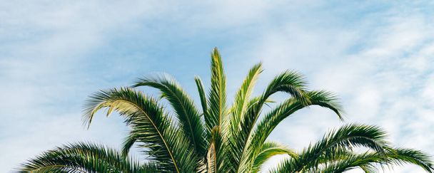 Palm trees, summer background - Foto, afbeelding