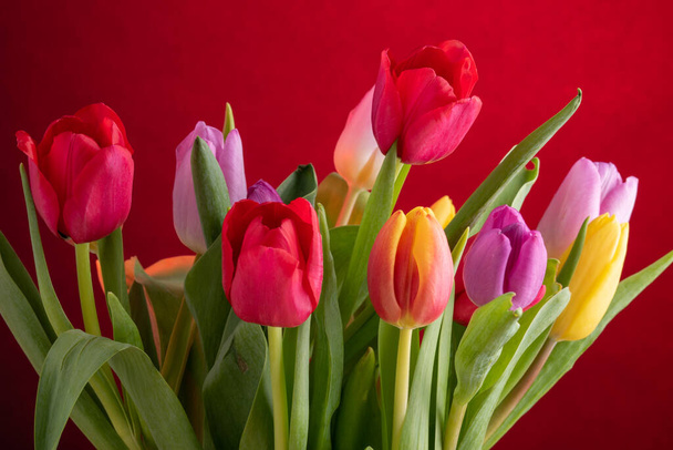 Tulipanes amarillos, rojos y rosados sobre fondo coloreado. - Foto, imagen