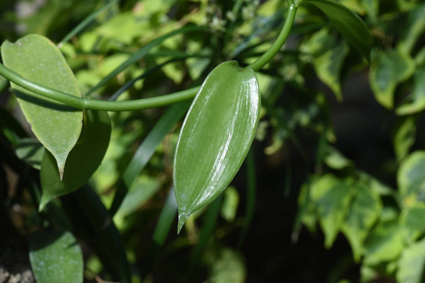Liście wanilii. Pochodzi z Meksyku, Orchidaceae wiecznie zielone rośliny tropikalne winorośli. Nasiona są nazywane ziarnami wanilii i są używane do lodów po ponownej fermentacji i suszeniu. - Zdjęcie, obraz