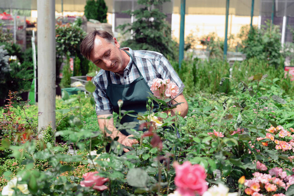Man gardener taking care of roses in garden center - Fotografie, Obrázek