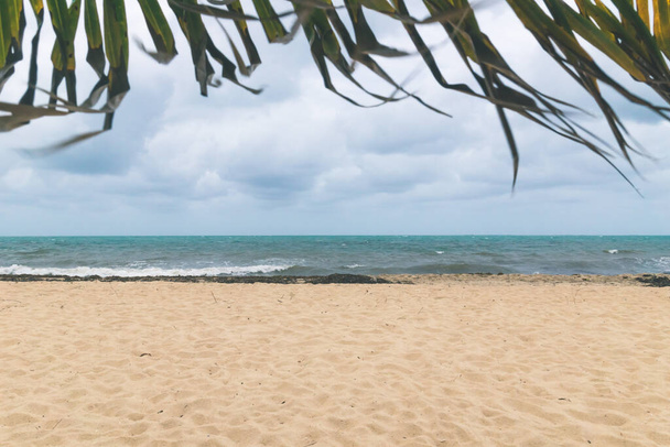 Размытые пальмовые листья, развеваемые ветром, обрамляющие Карибский пляж саргассовым морепродуктом в Пласенсии, Белиз - Фото, изображение