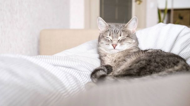 国内の縞模様の灰色の猫がベッドの上に横たわっている。家の中の猫。動物病院の画像、猫のサイト。世界猫の日 - 写真・画像