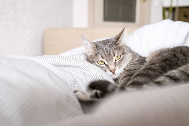 Domowy szary kot w paski leży na łóżku. Kot we wnętrzu domu. Obraz klinik weterynaryjnych, miejsc o kotach. Światowy Dzień Kota - Zdjęcie, obraz