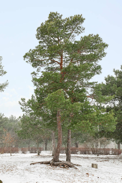 Pine tree in park on snowy winter day - Photo, Image