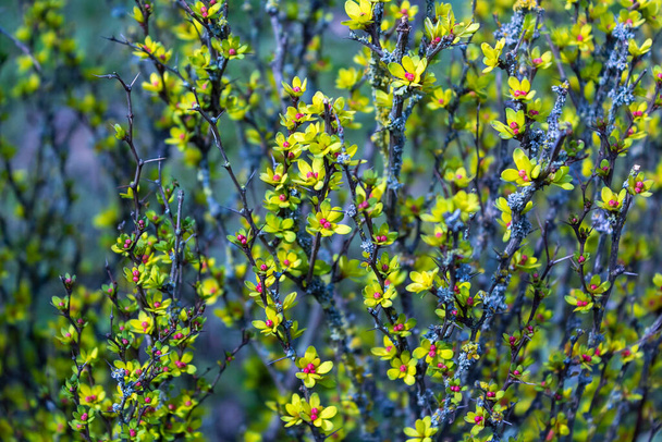 Berberis thunbergii Japanese barberry ornamental flowering shrub, group of beautiful small flowers with yellow petals in bloom, purple reddish leaves on bright background - Photo, Image