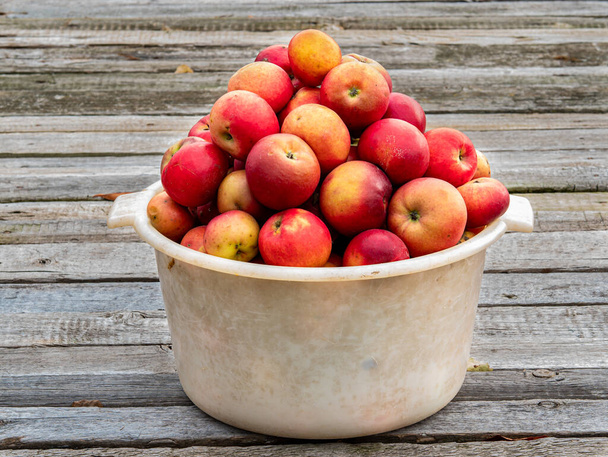 Урожай фруктів червоних яблук у пластиковій мисці на дерев'яному столі
. - Фото, зображення