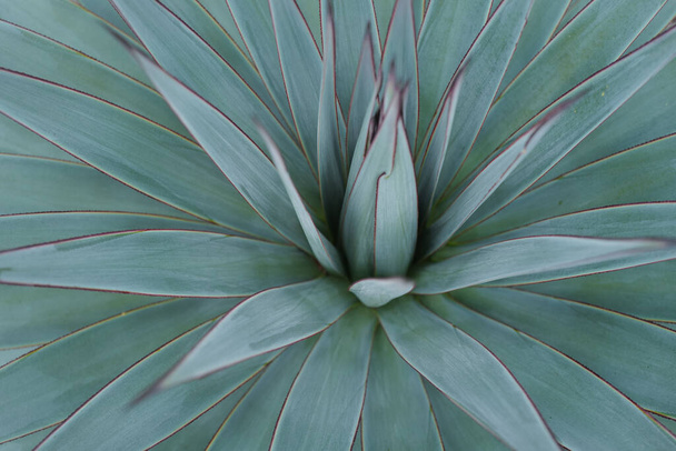Agave green. Cactus backdround, cacti design or cactaceae pattern. - Zdjęcie, obraz