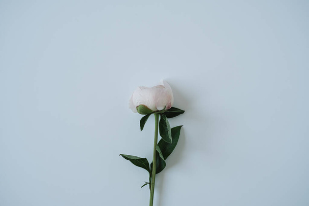 Elegante weiße Pfingstrosenblume auf neutralem blauen Hintergrund - Foto, Bild