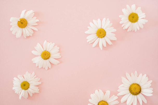 Beautiful chamomile daisy flower on neutral pink background. Minimalist floral template - Photo, Image