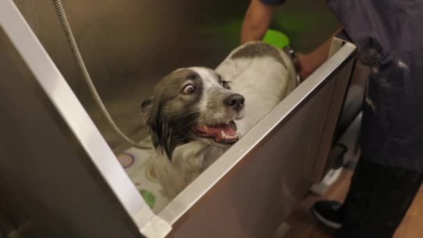 Relajante espuma de baño del divertido perro pembroke corgi galés. Perro tomando un baño de burbujas - Imágenes, Vídeo