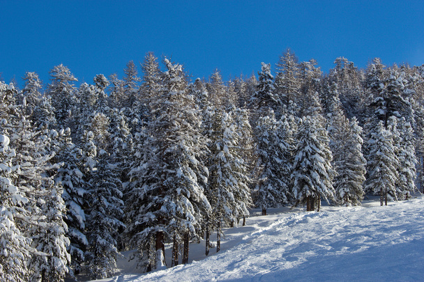fir trees in winter time in Alps - Фото, зображення