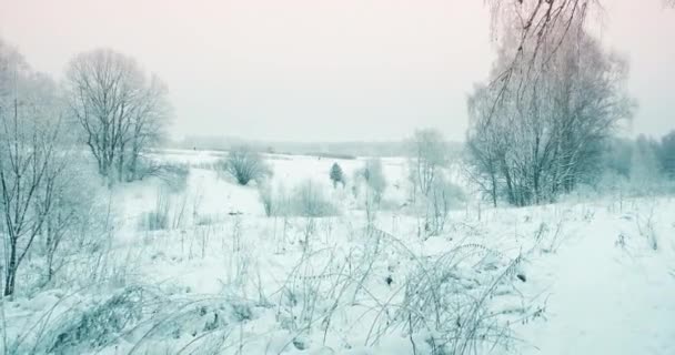Parc forestier enneigé, heure d'hiver. Les arbres sont couverts de neige - Séquence, vidéo