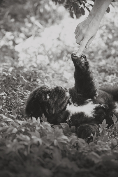 Чёрный Ньюфаундленд, щенок
 - Фото, изображение