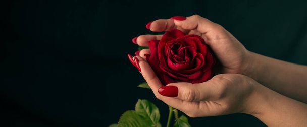 Crop person with red rose. Crop anonymous person demonstrating red rose with red petals against black background. - Foto, Imagem