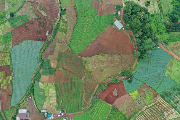 境界線の有機的な形とそのカラフルな農業を示すチェンマイの土地のトップビュー. - 写真・画像