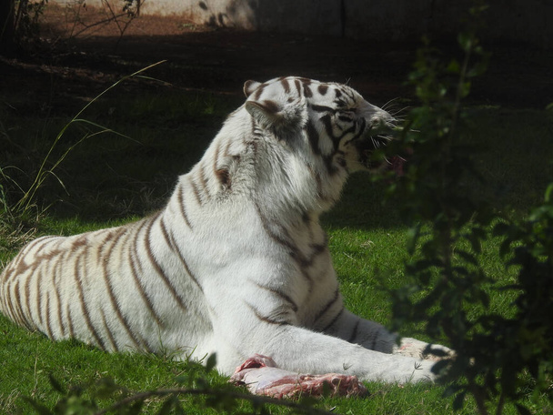 white tiger in the zoo - Foto, afbeelding