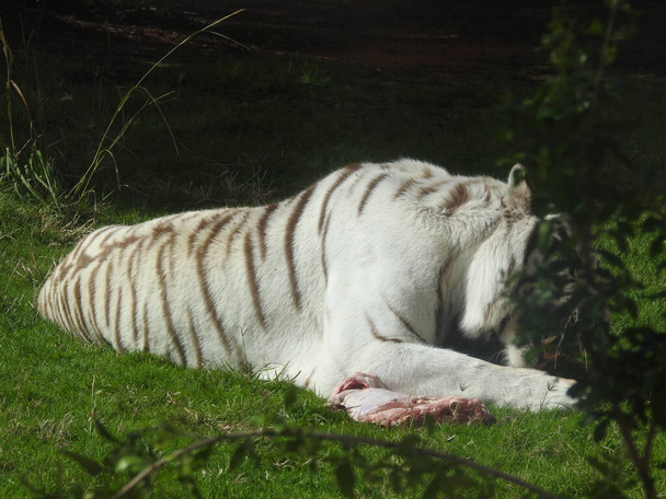 white tiger in the zoo - 写真・画像