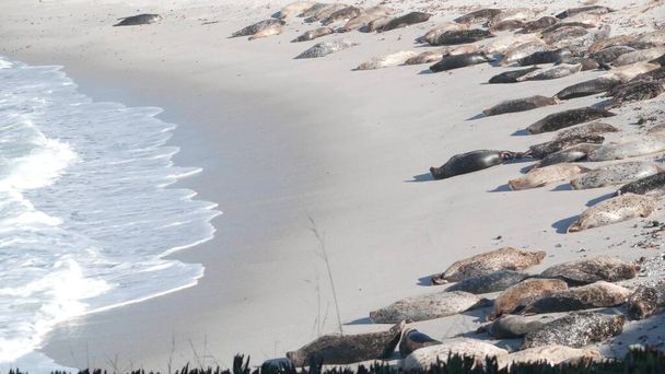 野生の斑点のある毛皮のアザラシの新人、太平洋岸のアシカの休息、カリフォルニアビーチ - 写真・画像