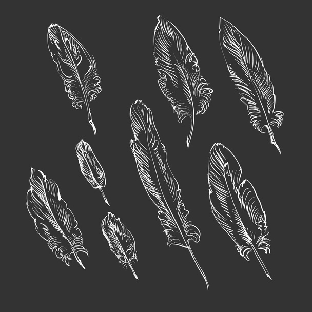 Feathers, sketch - Vektor, obrázek