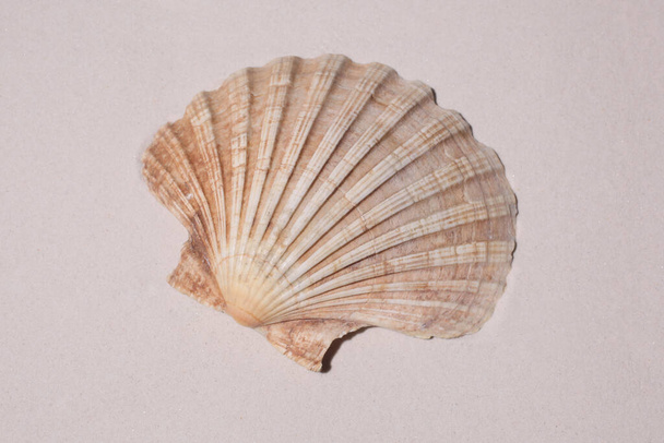 tengeri kagyló a homokban másolás helyet a szöveg - Fotó, kép