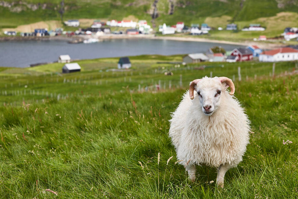 Owce pasące się na wybrzeżu Wysp Owczych. Zielony malowniczy krajobraz. Poziomy - Zdjęcie, obraz