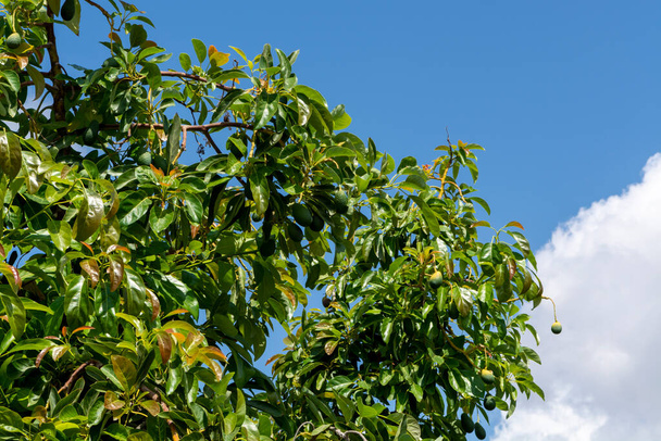 Зелені стиглі органічні фрукти авокадо, що звисають на плантації авокадо
 - Фото, зображення