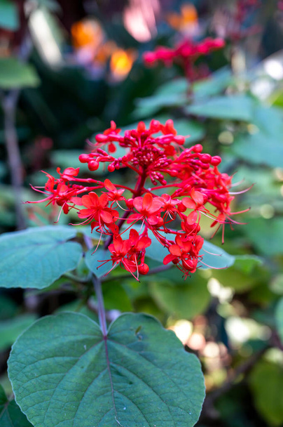 Blossom of red clerodendrum buchananii flowers in botalical garden - Photo, Image