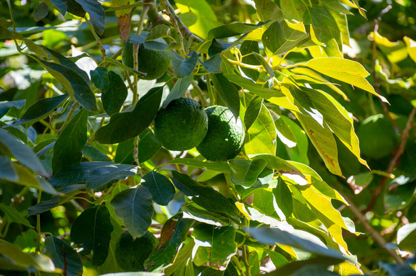 Ripe green Rana αβοκάντο φρούτα κρέμονται σε δέντρο, βιολογική γεωργία στην Ισπανία - Φωτογραφία, εικόνα