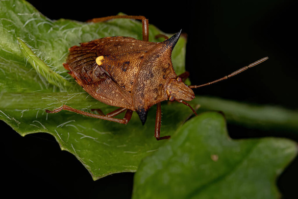 Взрослый вонючий жук рода Euschistus - Фото, изображение