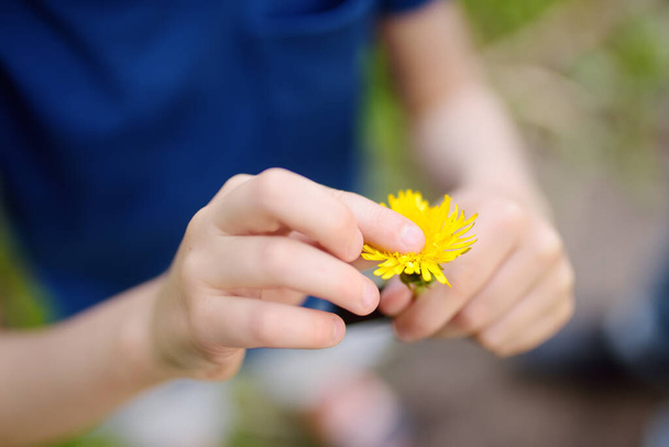 Preschooler boy is exploring nature. Little child is watching a dandelion. Summer vacation for inquisitive kids in forest. Hiking. Young biologist. - Valokuva, kuva