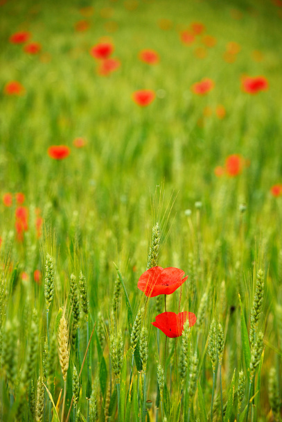 Green Wheat Field and Red Poppies - Photo, Image